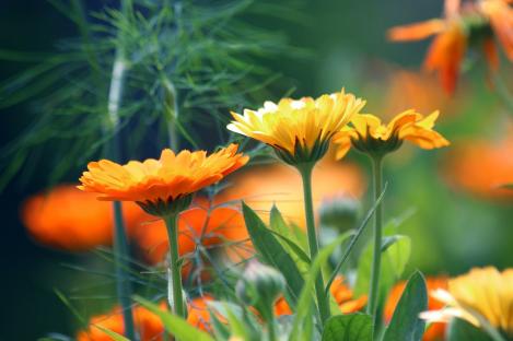 Packet - Calendula, organic seed