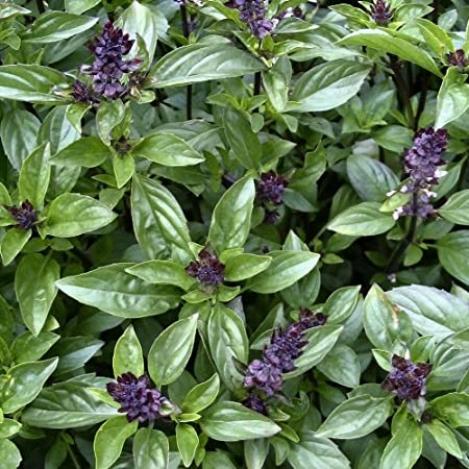 Packet - BASIL CINNAMON, organic seeds, heirloom