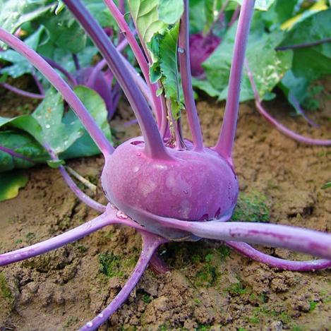 Packet - KOHLRABI - BALLOT, regular seed - not treated and not gmo