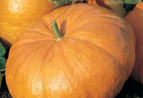 Packet - PUNMPKIN - KAEMPE MELON, regular seed - not treated and not gmo