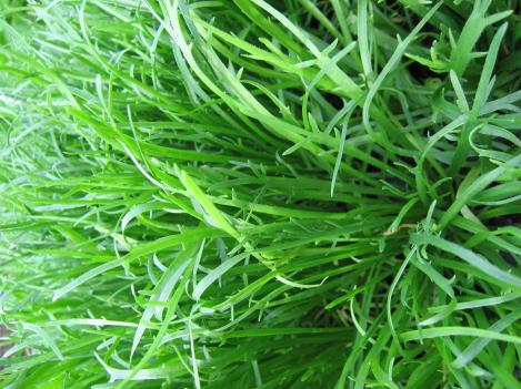 Packet - MINUTINA, ERBA STELLA, regular seeds - not treated and non-gmo