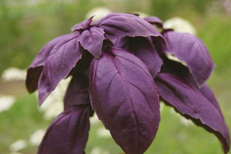Packet - Basil RED SHIRAZ, regular seeds - not treated and non-gmo