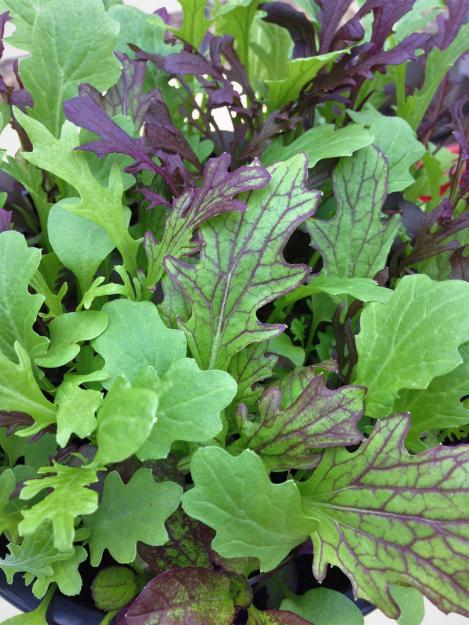 Packet - Salad Leaf Mix Tasty Mustard Mix - organic seeds