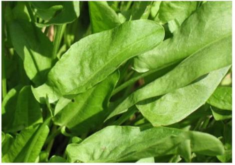 Packet - Sorrel volare - organic seeds