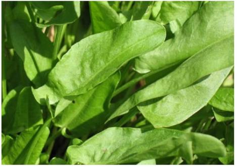 Packet - Sorrel volare, regular seed - not treated and not gmo