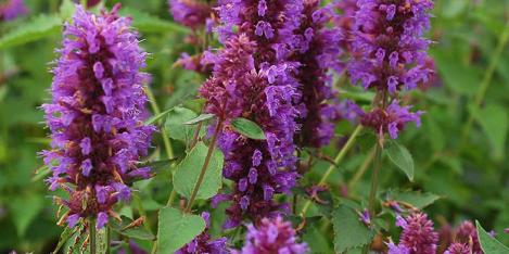 Packet - ANISE HYSSOP, organic seed