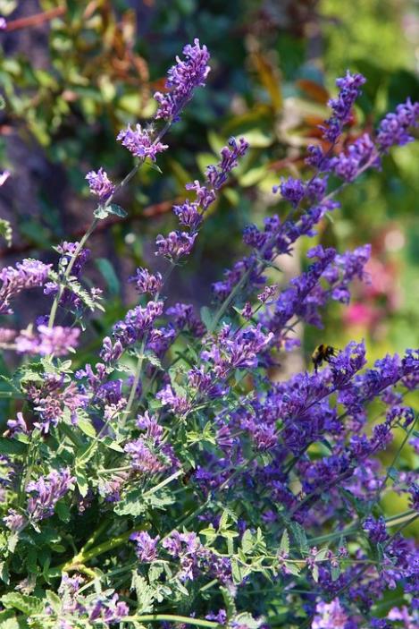 Catnip Seeds