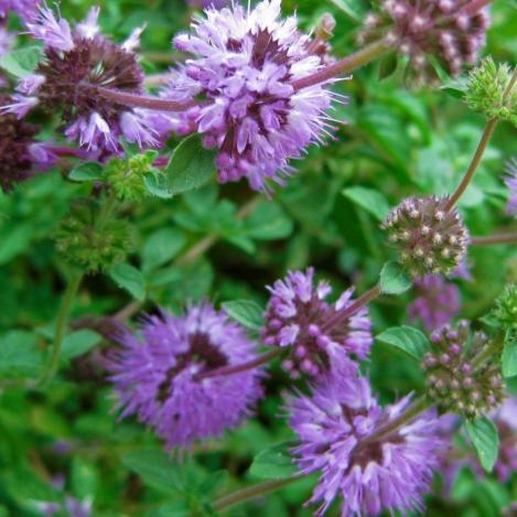Packet - PENNYROYAL MINT - organic seeds