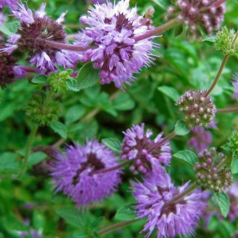 Packet - PENNYROYAL MINT, regular seed - not treated and not gmo