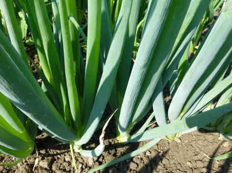Packet - Welsh onion - organic seeds