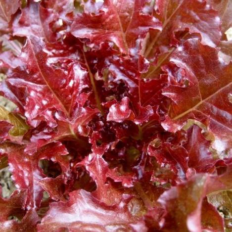 Packet - LETTUCE - RED SALAD BOWL, regular seed - not treated and not gmo