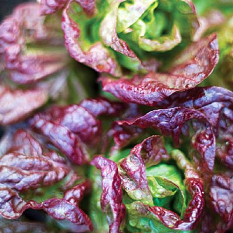 Packet - LETTUCE-WINTER MARVEL, regular seed - not treated and not gmo