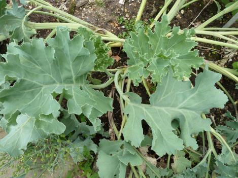Packet - SEA KALE - LILY-WHITE, regular seed - not treated and not gmo