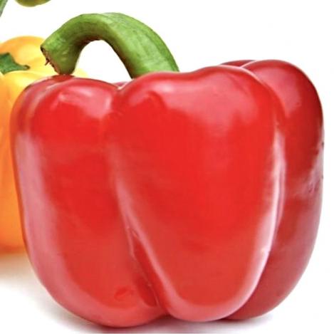 Packet - BELL PEPPER - QUADRATO D`ASTI RED, organic seeds, heirloom