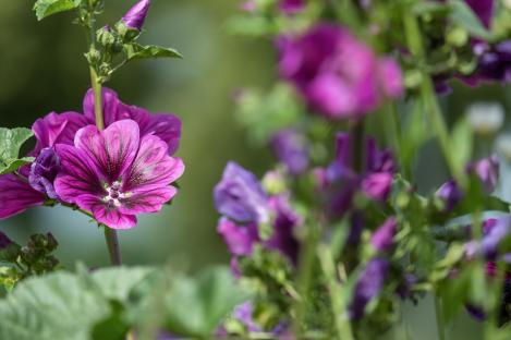 Packet - COMMON MALLOW, organic seed