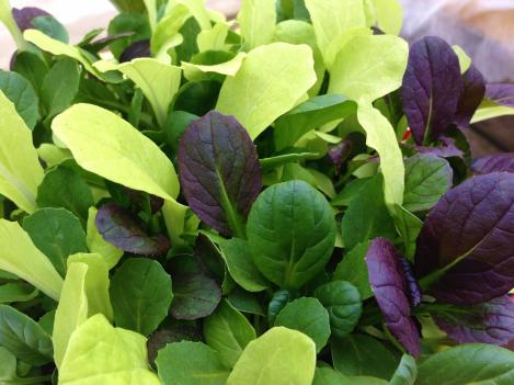 Packet - Salad Leaf Mix Pak Choi Colour Crunch Blend, regular seed - not treated and not gmo
