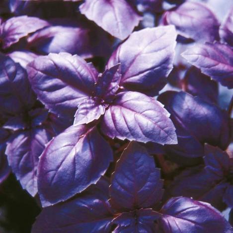 Packet - BASIL - RED RUBIN, regular seed - not treated and not gmo, heirloom
