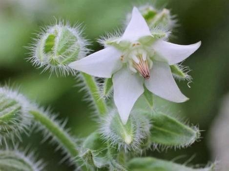 Packet - BORAGE - WHITE , regular seed - not treated and not gmo