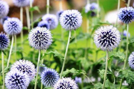 Packet - Great Globe Thistle, organic seeds