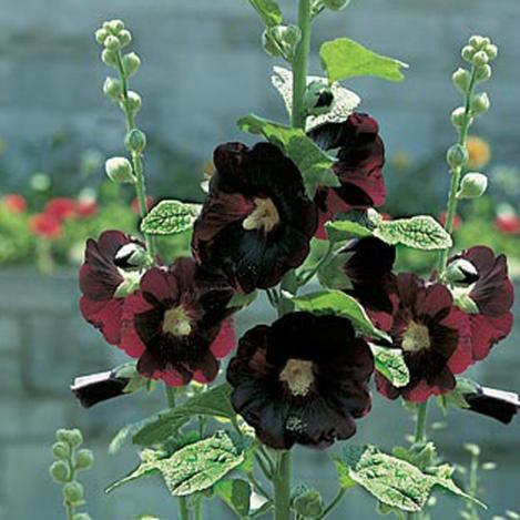 Packet - Hollyhock, organic seed