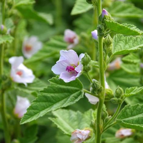 Packet - Marsh Mallow, Common marshmallow - organic seeds