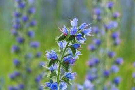 Packet - Vipers Bugloss - organic seeds