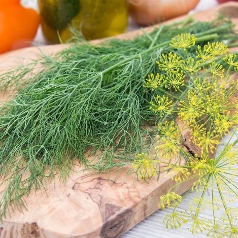 Packet - Dill DUKAT, organic seeds