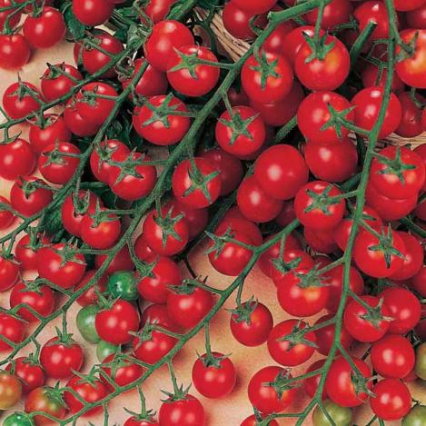 Packet - CHERRY TOMATO - SWEET MILLION F1, organic seed