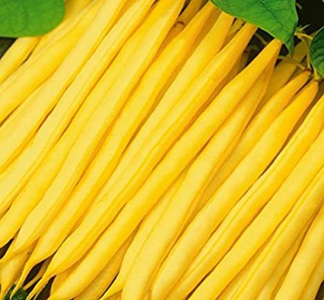 Packet - Early French Bean SONESTA - organic seeds