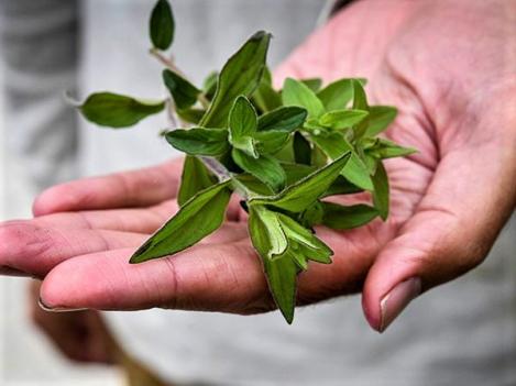 Packet - MOUNTAIN MINT, regular seed - not treated and not gmo