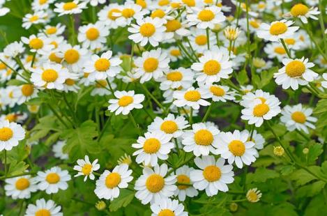 Packet - Feverfew golden, organic seed