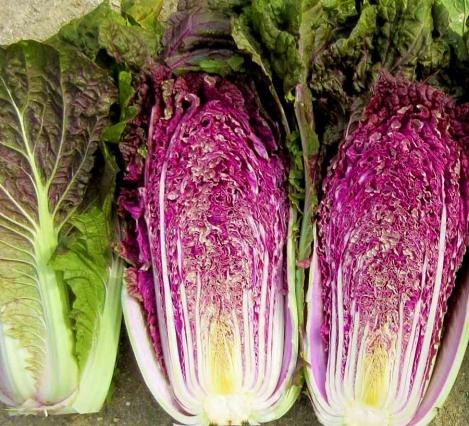 Packet - CHINESE CABBAGE - SCARVITA F1, regular seeds - not treated and non-gmo
