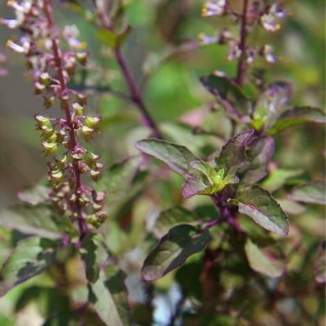Packet - BASIL HOLY RED TULSI, organic seeds, heirloom