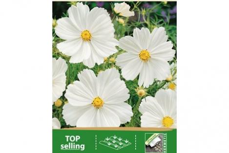 Packet - COSMOS - SENSATION WHITE - organic seeds