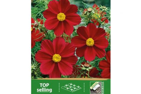 Packet - COSMOS - SENSATION CARMINE - organic seeds