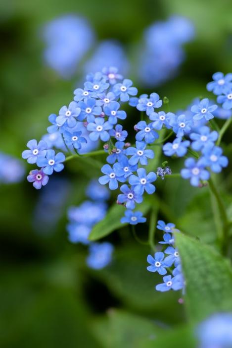 Packet - FORGETR ME NOT - BLUE BALL - seeds