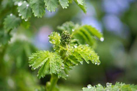 Packet - BURNET SALAD, regular seeds - not treated and non-gmo