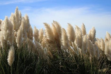Packet - PAMPAS GRASS PAMPAS PLUME 250cm