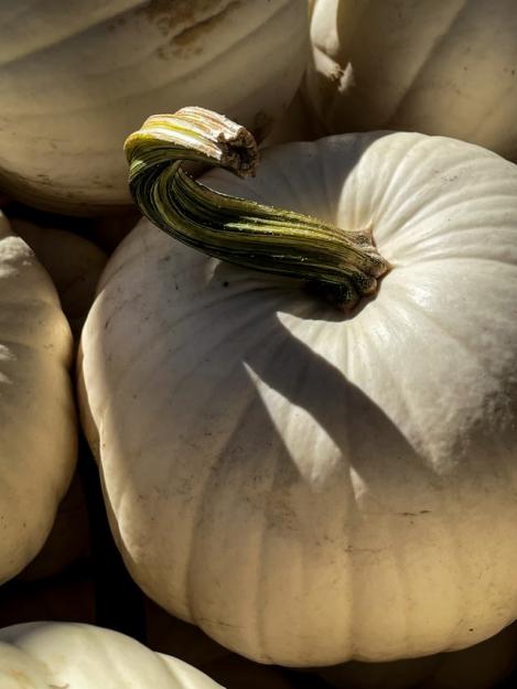 Packet - PUMPKIN - CASPERITA F1, regular seed - not treated and not gmo