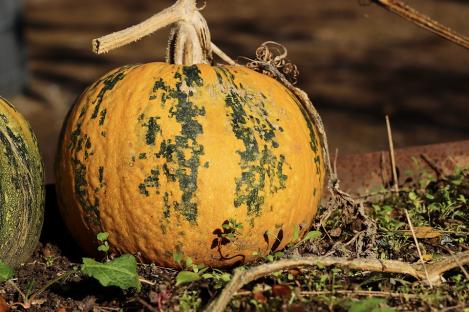 Packet - SQUASH - KAKAI, regular seed - not treated and not gmo