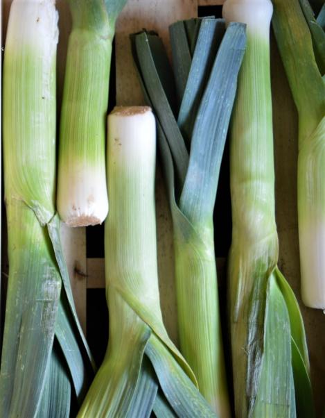 Packet - LEEK - SEVINO, organic seeds