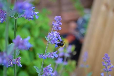 Packet - CATMINT (not catnip), regular seed - not treated and not gmo