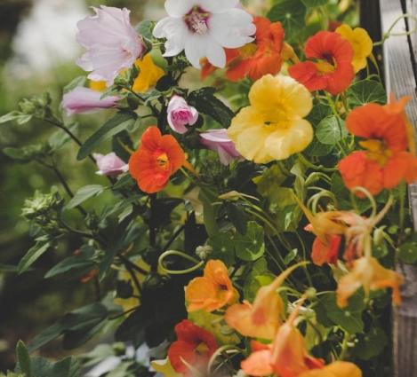 Packet - Heirloom Nasturtiums Alaska Mix - organic seeds