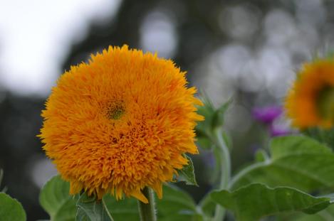 Packet - SUNFLOWER - TEDDY BEAR, regular seed - not treated and not gmo