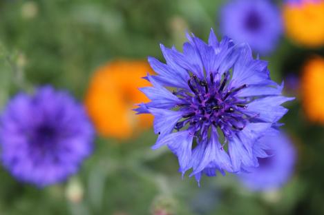 Packet - Calendula and cornflower mix, organic seed