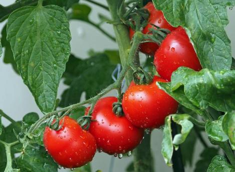 Packet - Tomato VARTO, regular seed - not treated and not gmo