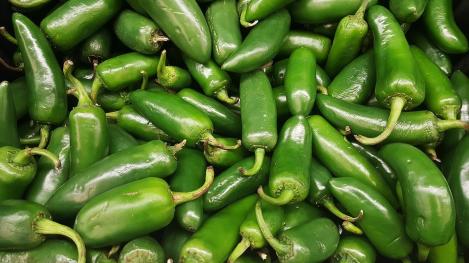 Packet - CHILLI - JALAPENO RUBEN, organic seeds