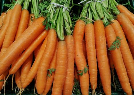 Packet - CARROT - ROBILA, organic seed