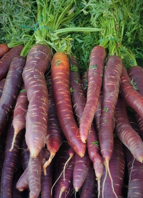 Packet - CARROT - SOLETTA, organic seed