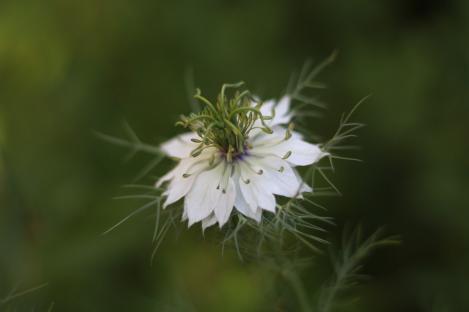 Packet - Nigella sativa, organic seed